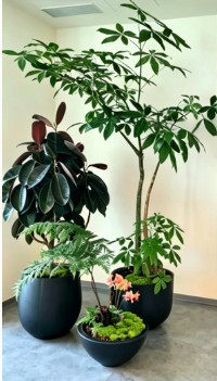 北仑绿植租摆展销会-江北商务花木出租费用-海曙绿化养护技术员-镇海绿化养护施工项目